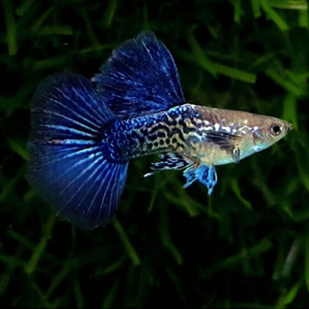 Guppy Purple Berry Dragon | Male & Female