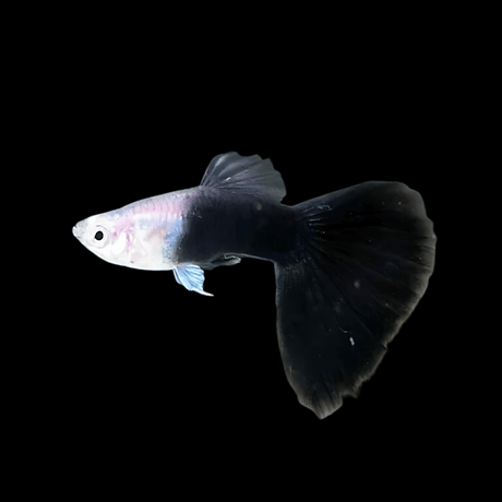 Guppy Silvarado Dark-Night | Male & Female | Combo (5 Pairs)