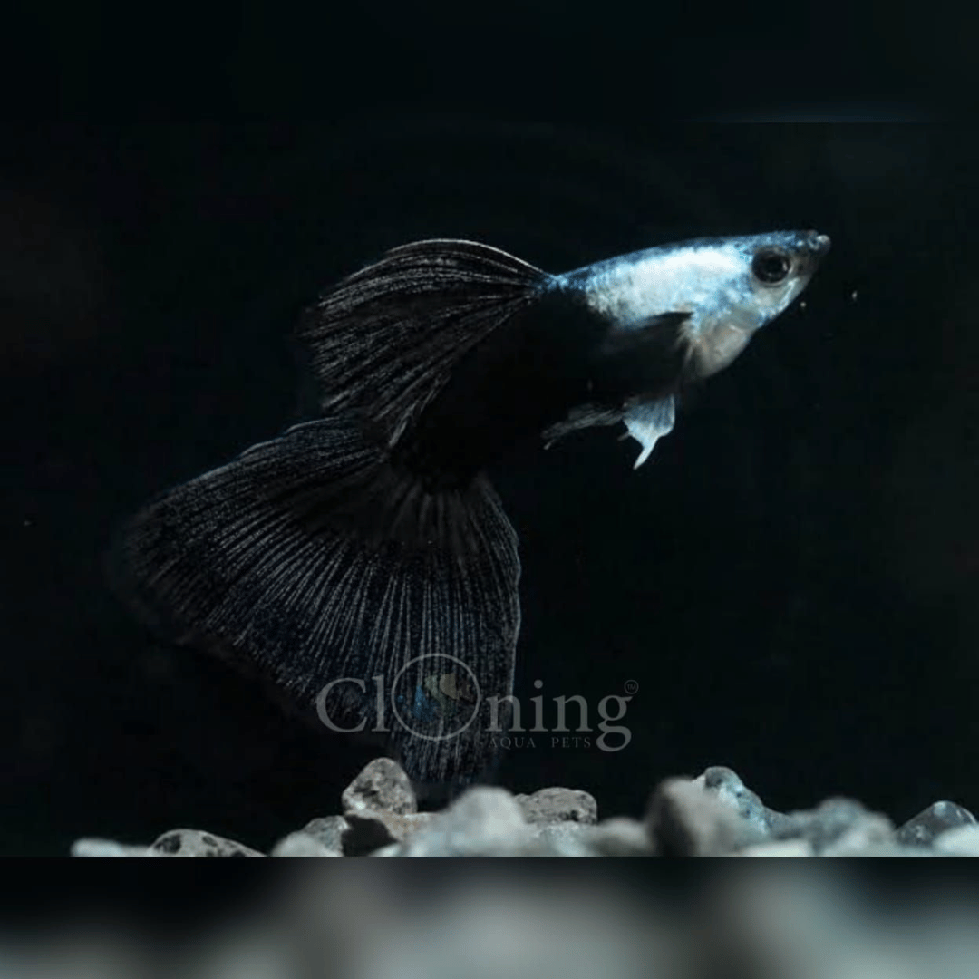 Guppy Silvarado Dark-Night