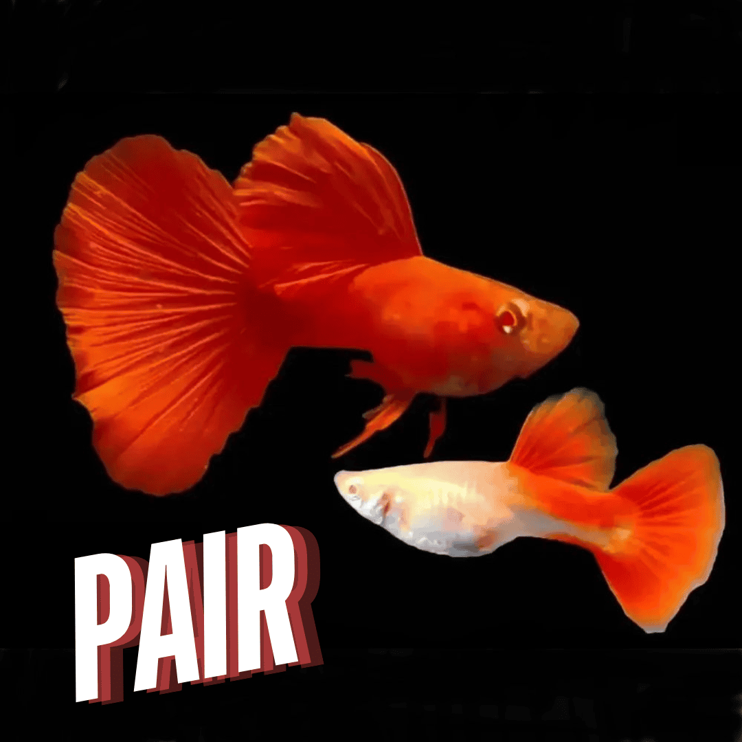 Guppy Albino Full Red | Male & Female