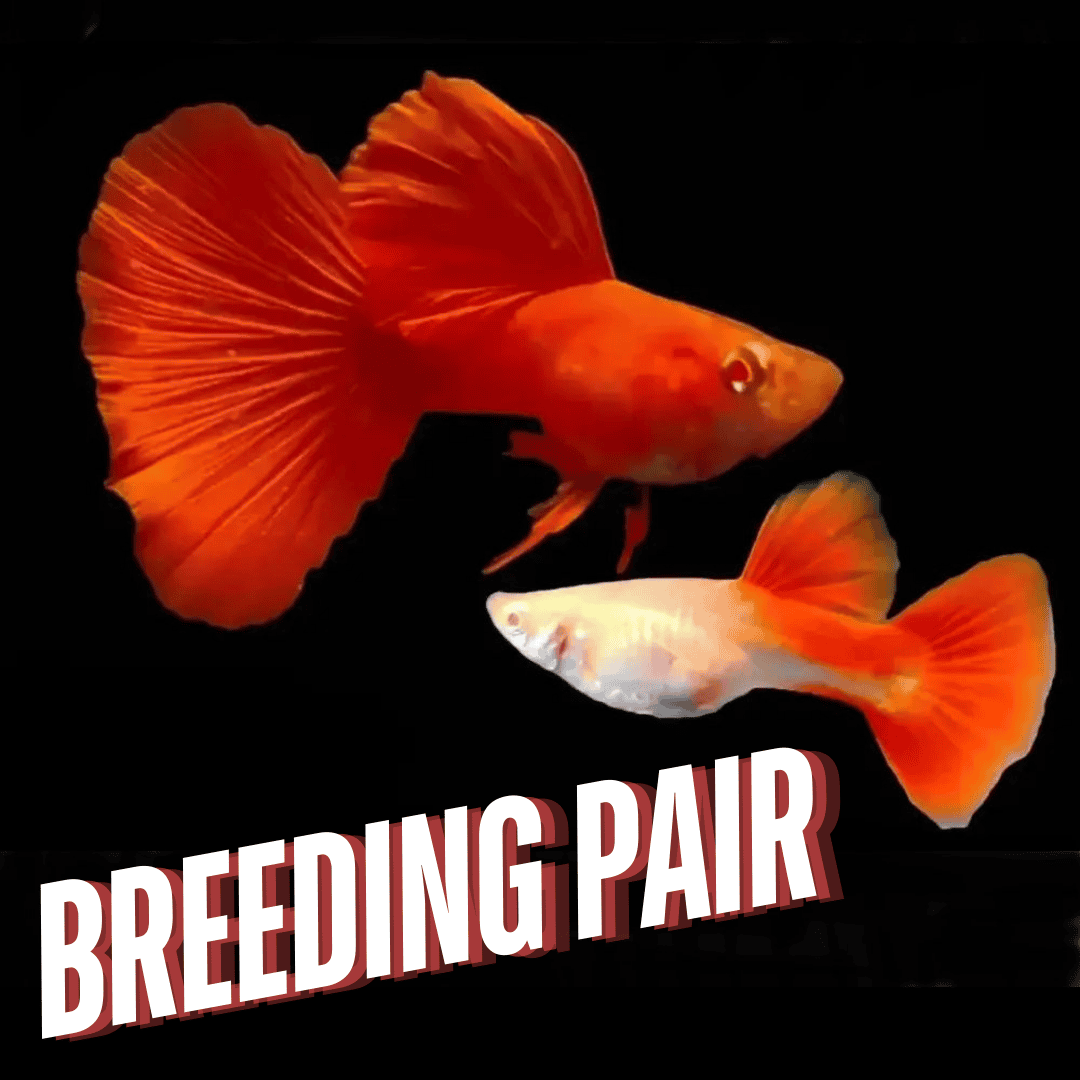 Guppy Albino Full Red | Male & Female