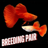 Guppy Albino Full Red | Male & Female