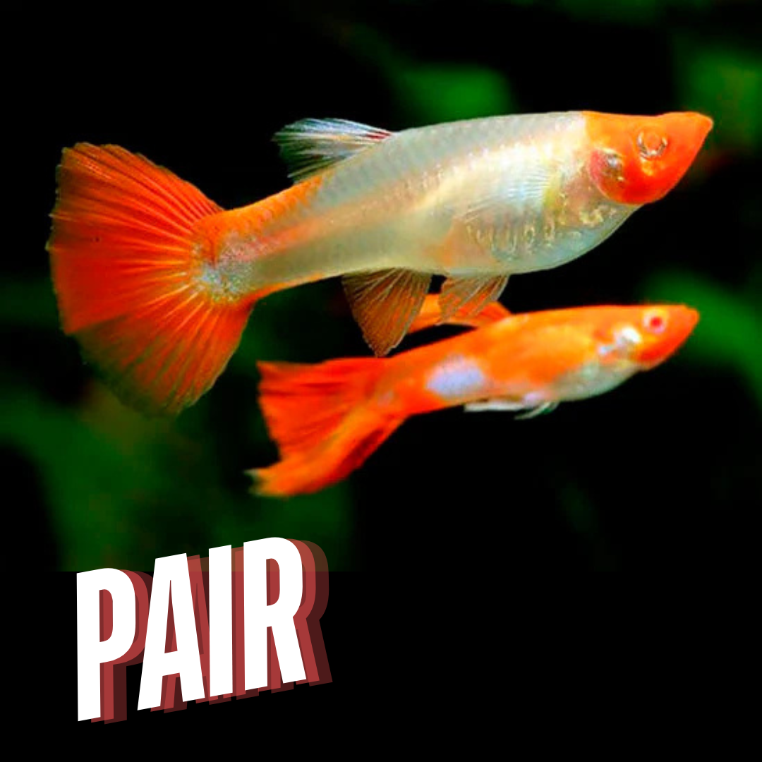 Guppy Albino Koi | Male & Female