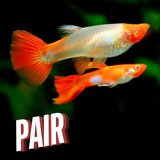 Guppy Albino Koi | Male & Female