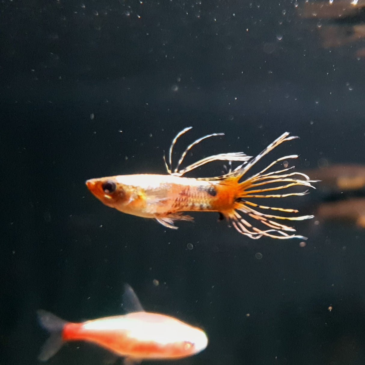 Guppy Galaxy Crown Tail