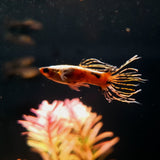 Guppy Galaxy Crown Tail | Male & Female