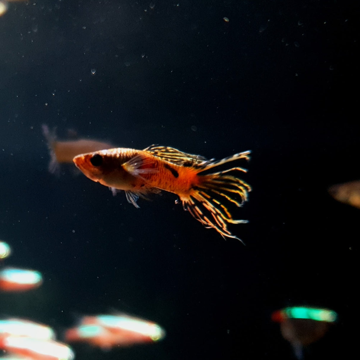 Galaxy Crown Tail Guppy | ಗಂಡು ಮತ್ತು ಹೆಣ್ಣು