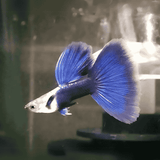 Guppy HB Blue | Male & Female