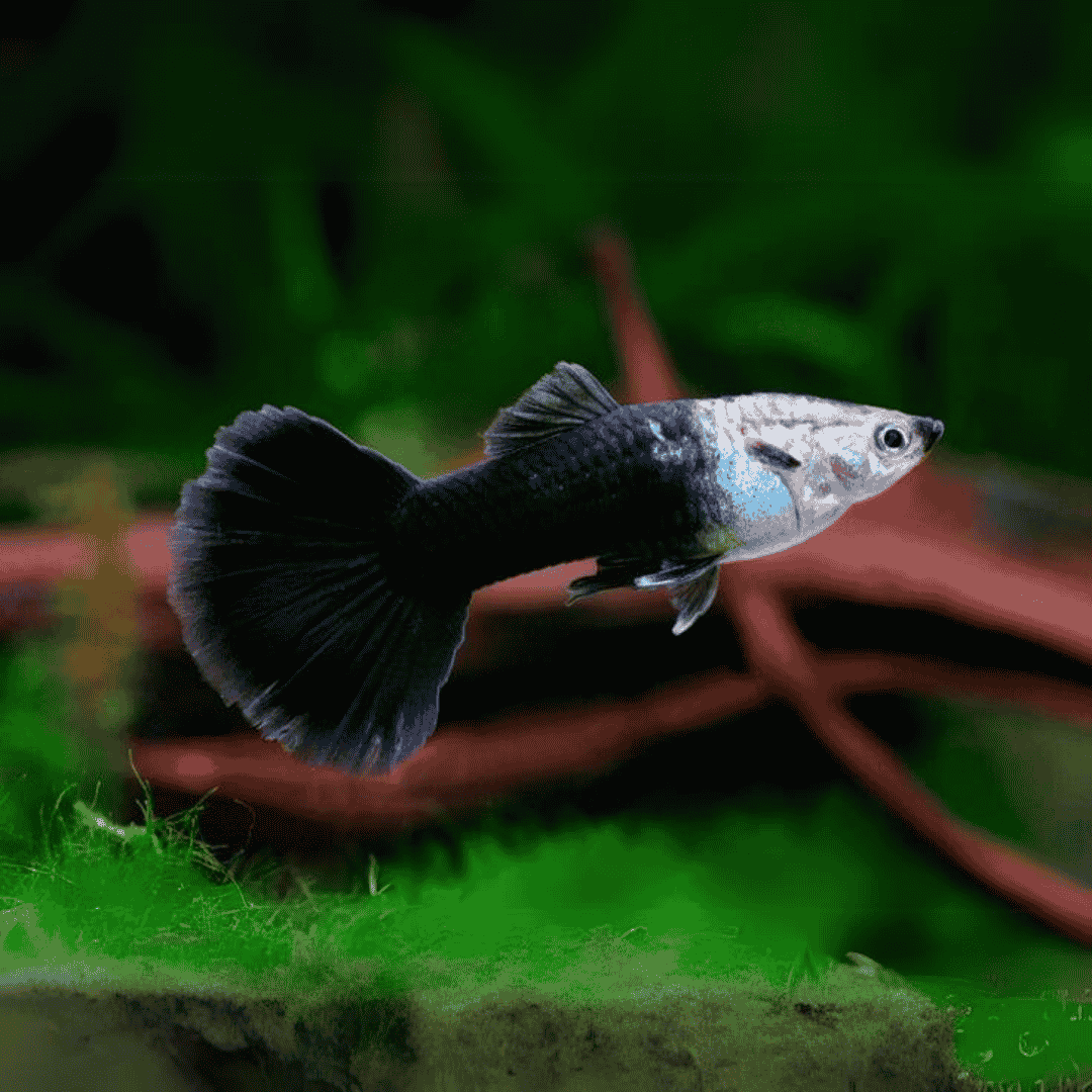 Guppy Half Black