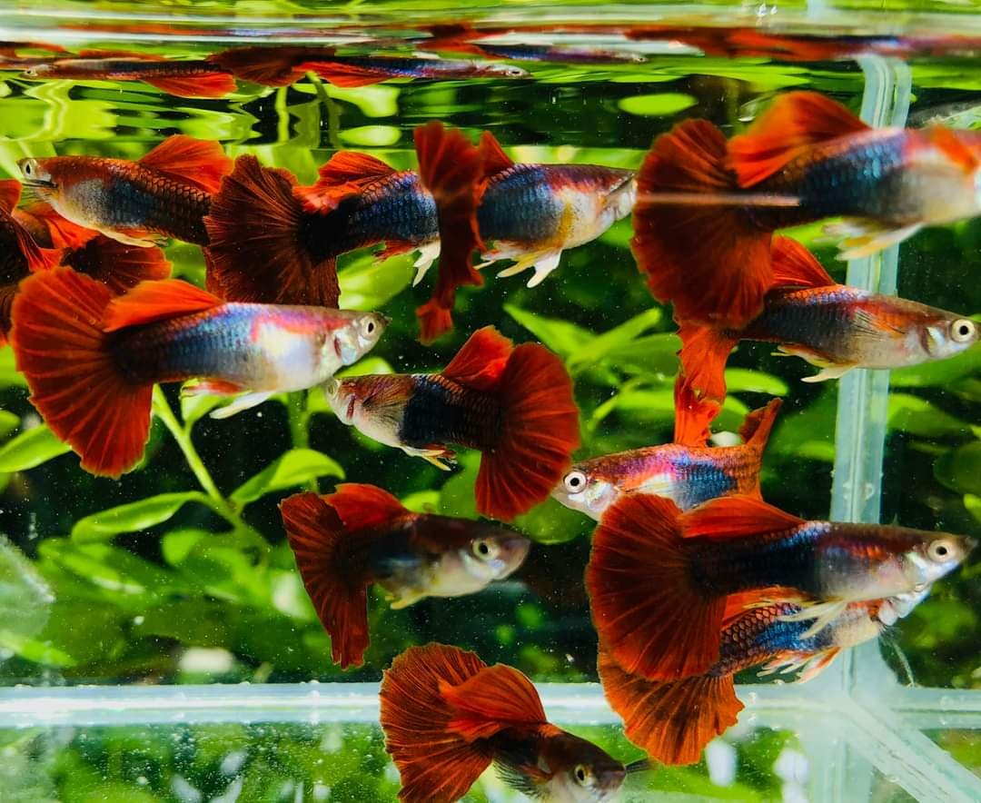 Guppy HB Red Rose – cloningaquapets