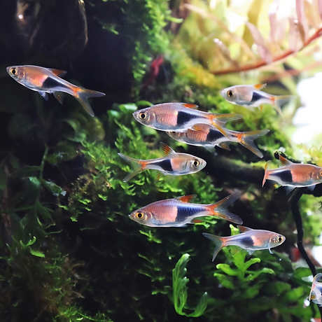 Harlequin Rasbora | Planted Tank Fish | Single