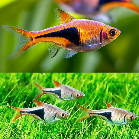 Harlequin Rasbora | Planted Tank Fish | Single