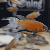 Honey Paradise Gourami (5-6 Cms) | Single