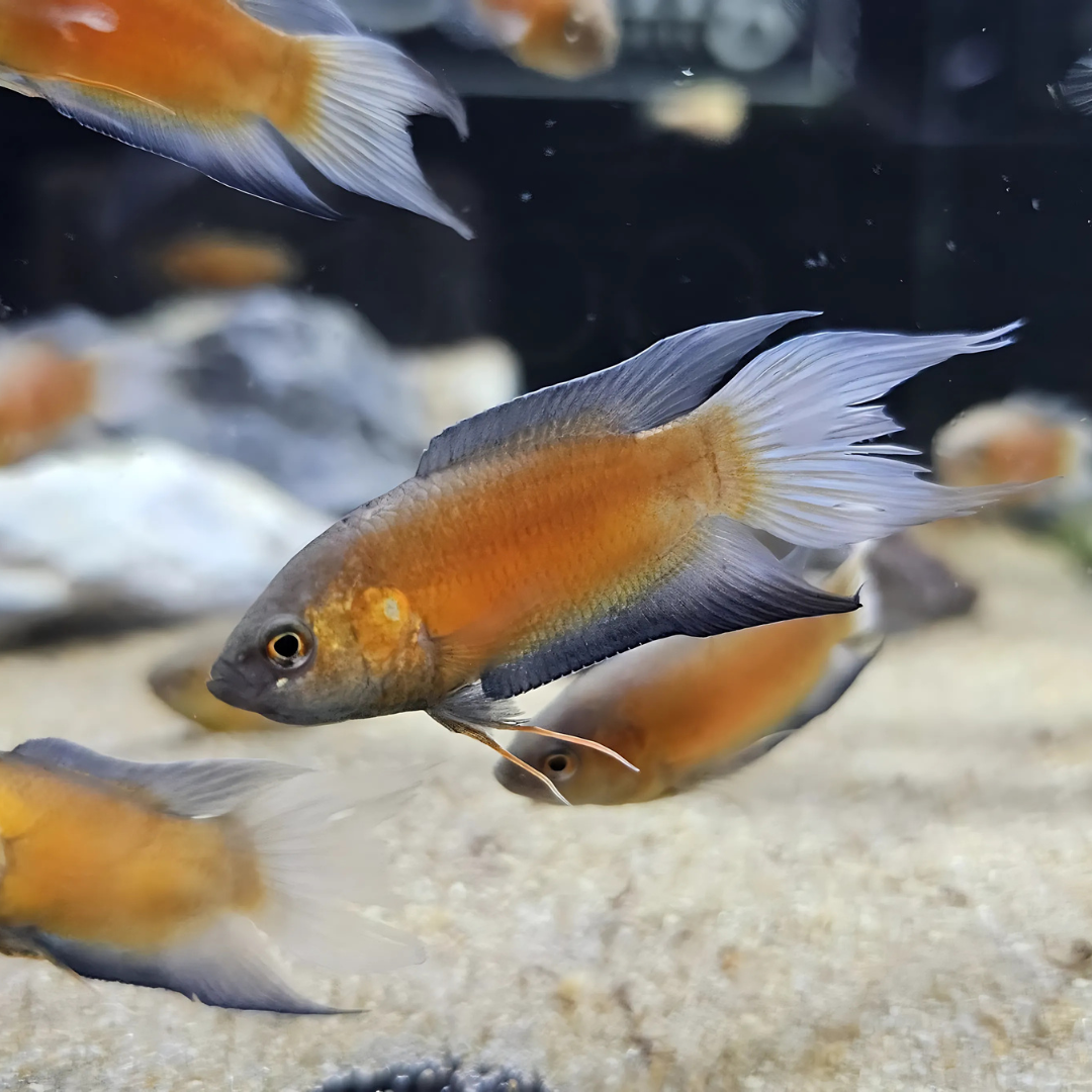 Honey Paradise Gourami (5-6 Cms) | Single