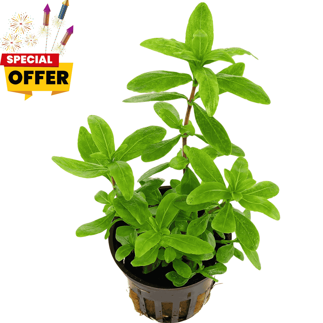 Hygrophila polysperma | Pot Live Plant (Offer)