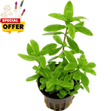 Hygrophila polysperma | Pot Live Plant (Offer)