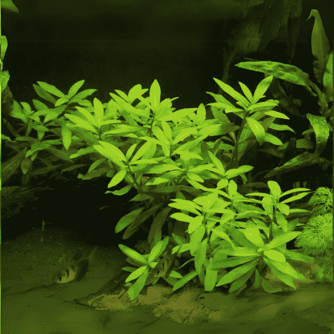 Hygrophila polysperma | Pot Live Plant (Offer)