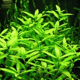 Hygrophila polysperma | Pot Live Plant (Offer)