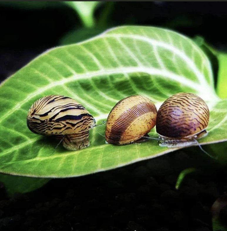 Algae Eater Indian Nerite Snail | Single