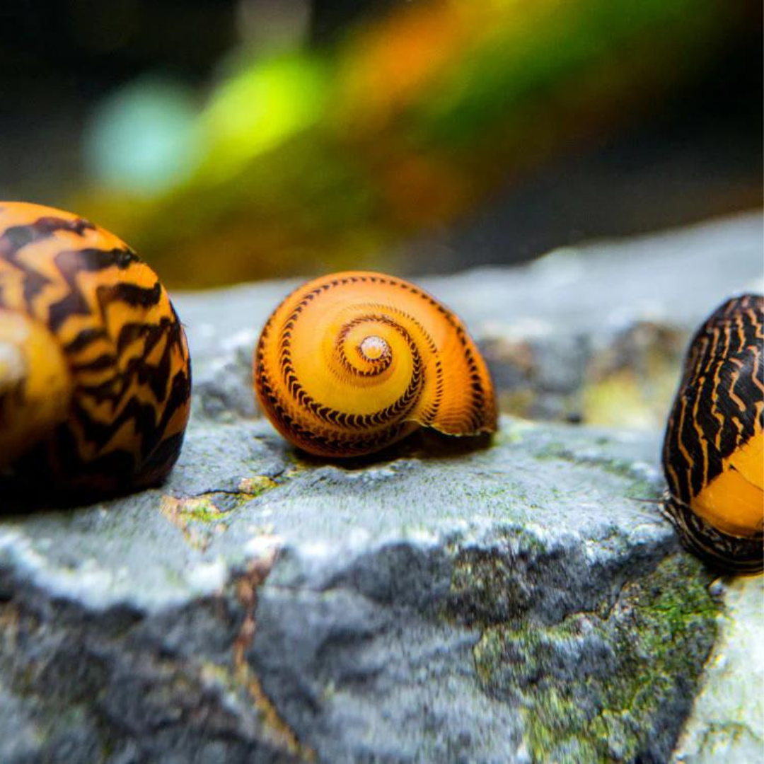 Algae Eater Indian Nerite Snail | Single