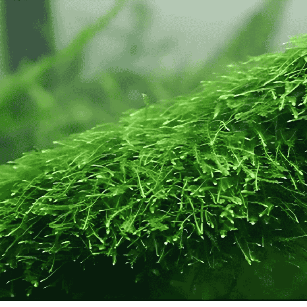 Moss Live Plant | Java moss