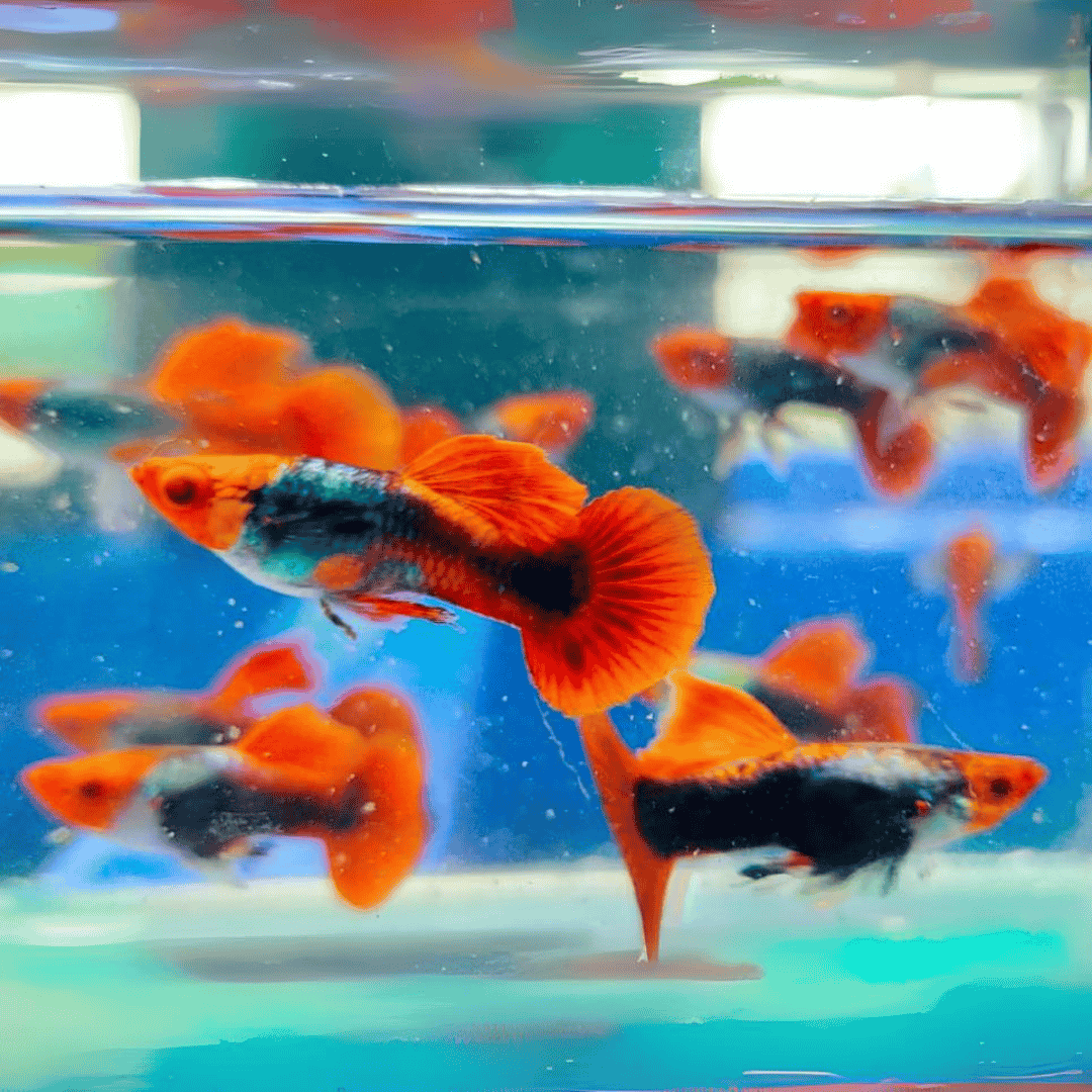 Guppy Tuxedo Koi | Male & Female