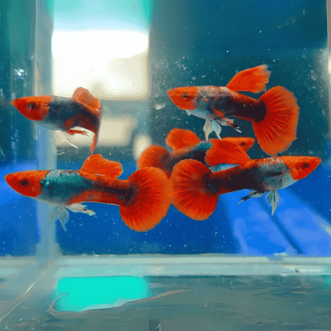 Guppy Tuxedo Koi | Male & Female