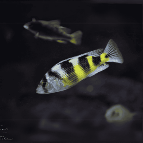 Malawi Haps Cichlid Zebra Obliquidens (Size 2 Inches) | Single