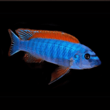 Malawi Mbuna Cichlid Orange Tail Mpanga (Size 3 Inches) | Single