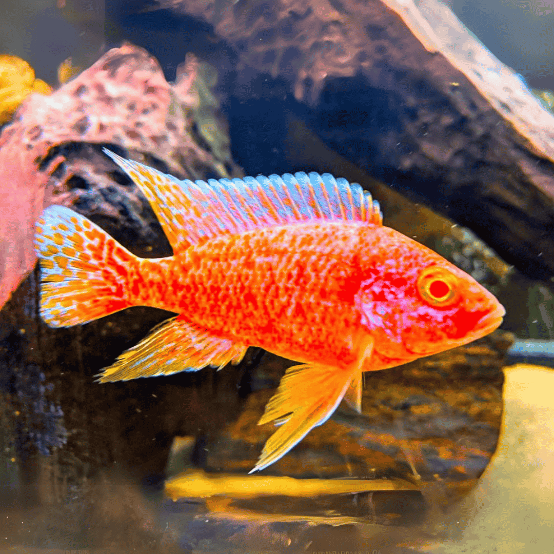 Malawi Peacock Cichlid Albino Strawberry (Size 2 Inches) | Single