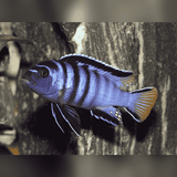 Malawi Mbuna Cichlid Yellow Tail Mpanga (Size 5-6 Inches) | Single