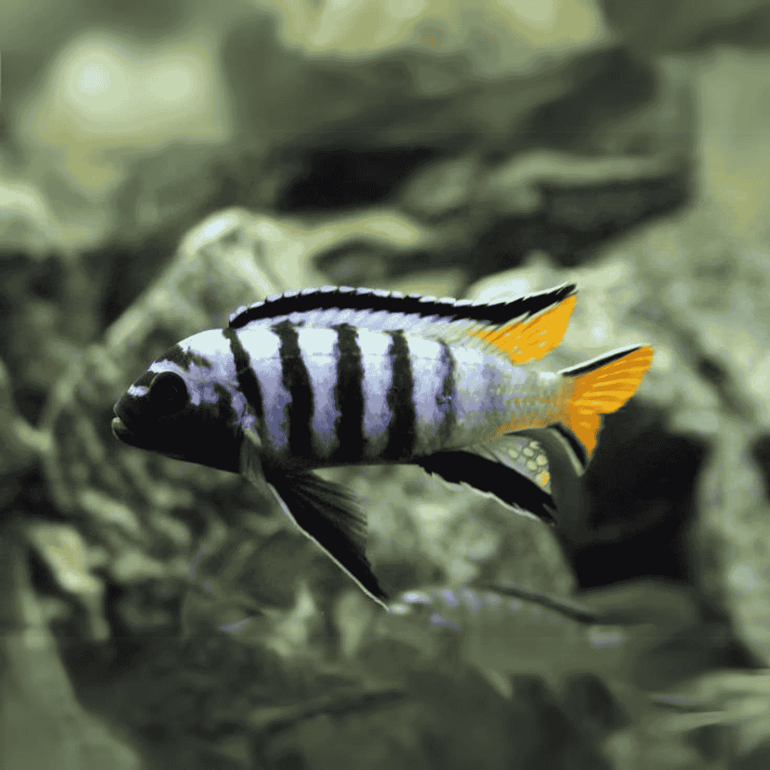 Malawi Mbuna Cichlid Yellow Tail Mpanga (Size 5-6 Inches) | Single