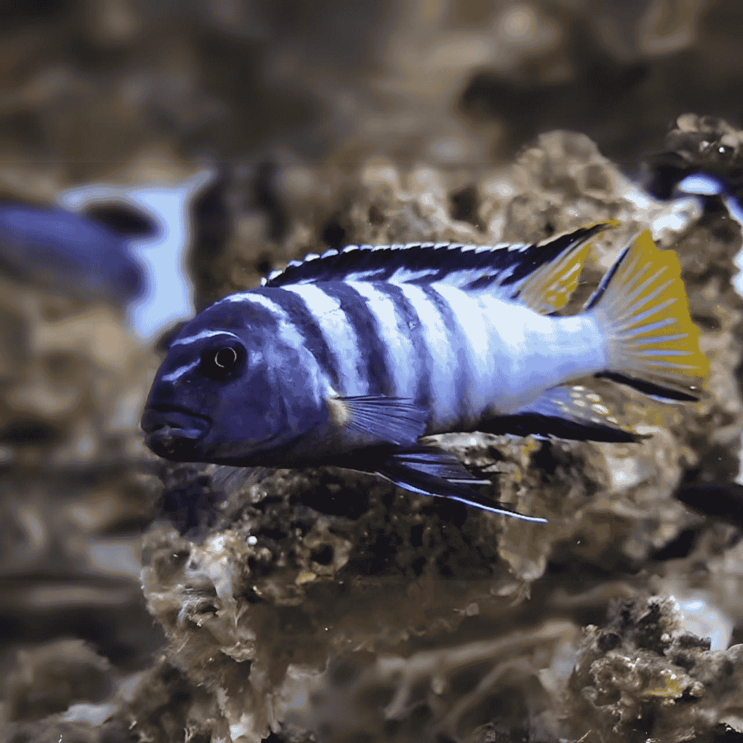 Malawi Mbuna Cichlid Yellow Tail Mpanga (Size 5-6 Inches) | Single