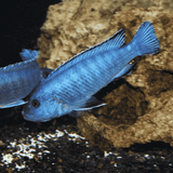 Malawi Mbuna Cichlid Powder Blue (Size 2 Inches) | Single