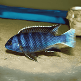 Malawi Mbuna Cichlid Sp Acei White (Size 2 Inches) | Single