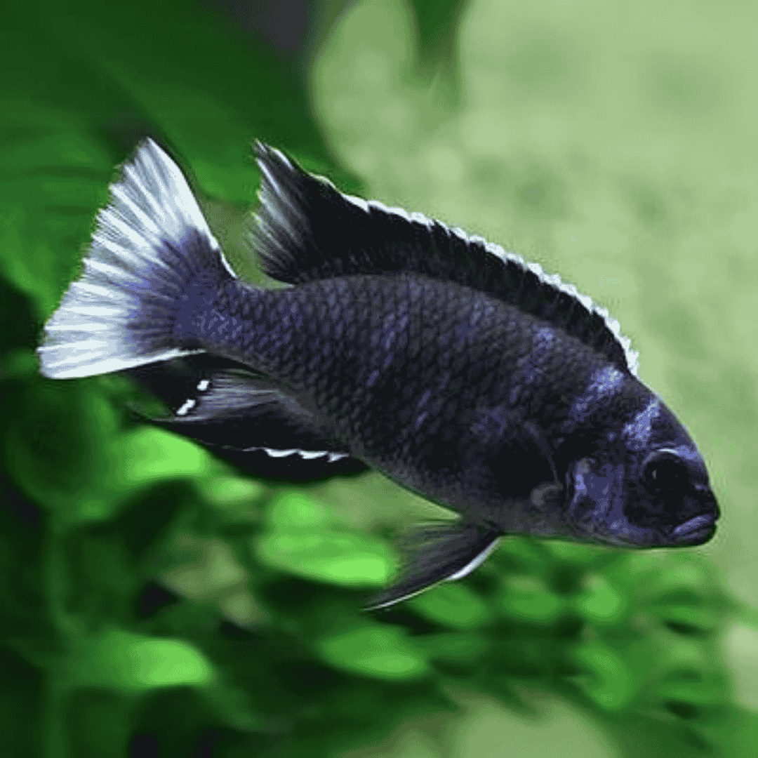 Malawi Mbuna Cichlid Sp Acei White (Size 2 Inches) | Single