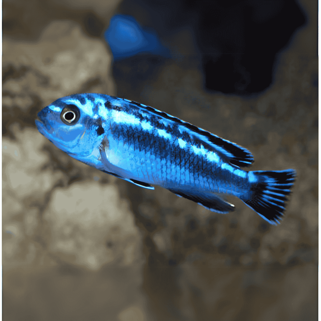 Malawi Mbuna Cichlid Blue Johanni (Size 2 Inches) | Single