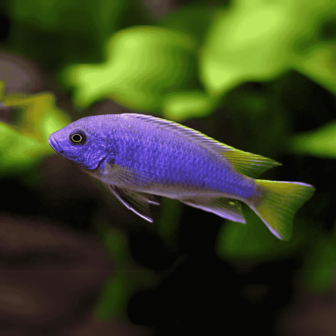 Malawi Mbuna Cichlid Yellow Tail Acei (Size 2 Inches) | Single