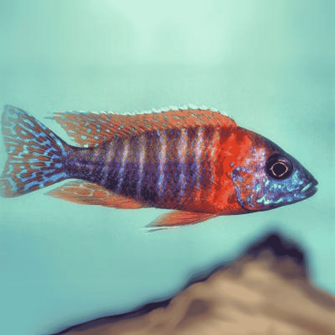 Malawi Peacock Cichlid German Red (Size 2 Inches) | Single