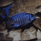 Malawi Peacock Cichlid Nyassae Blue (Size 1.5 Inches) | Single