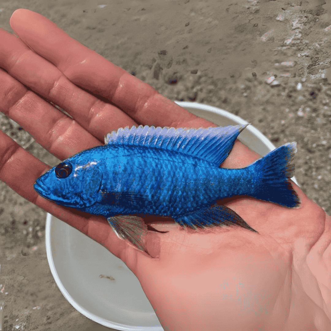 Malawi Peacock Cichlid Nyassae Blue (Size 1.5 Inches) | Single