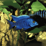 Malawi Peacock Cichlid Nyassae Blue (Size 1.5 Inches) | Single