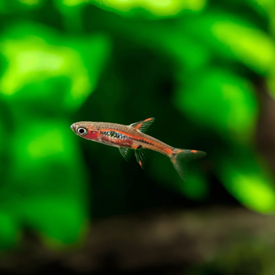 Mosquito Rasbora | Planted Tank Fish | Single