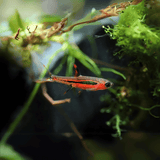 Mosquito Rasbora | Planted Tank Fish | Single