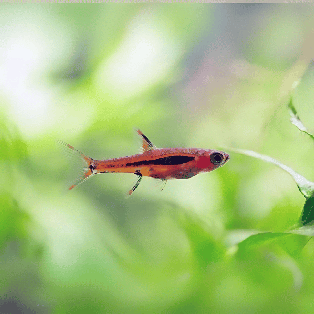 Mosquito Rasbora | Planted Tank Fish | Single