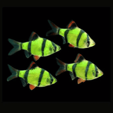 Neon Green Tiger Barb | Single