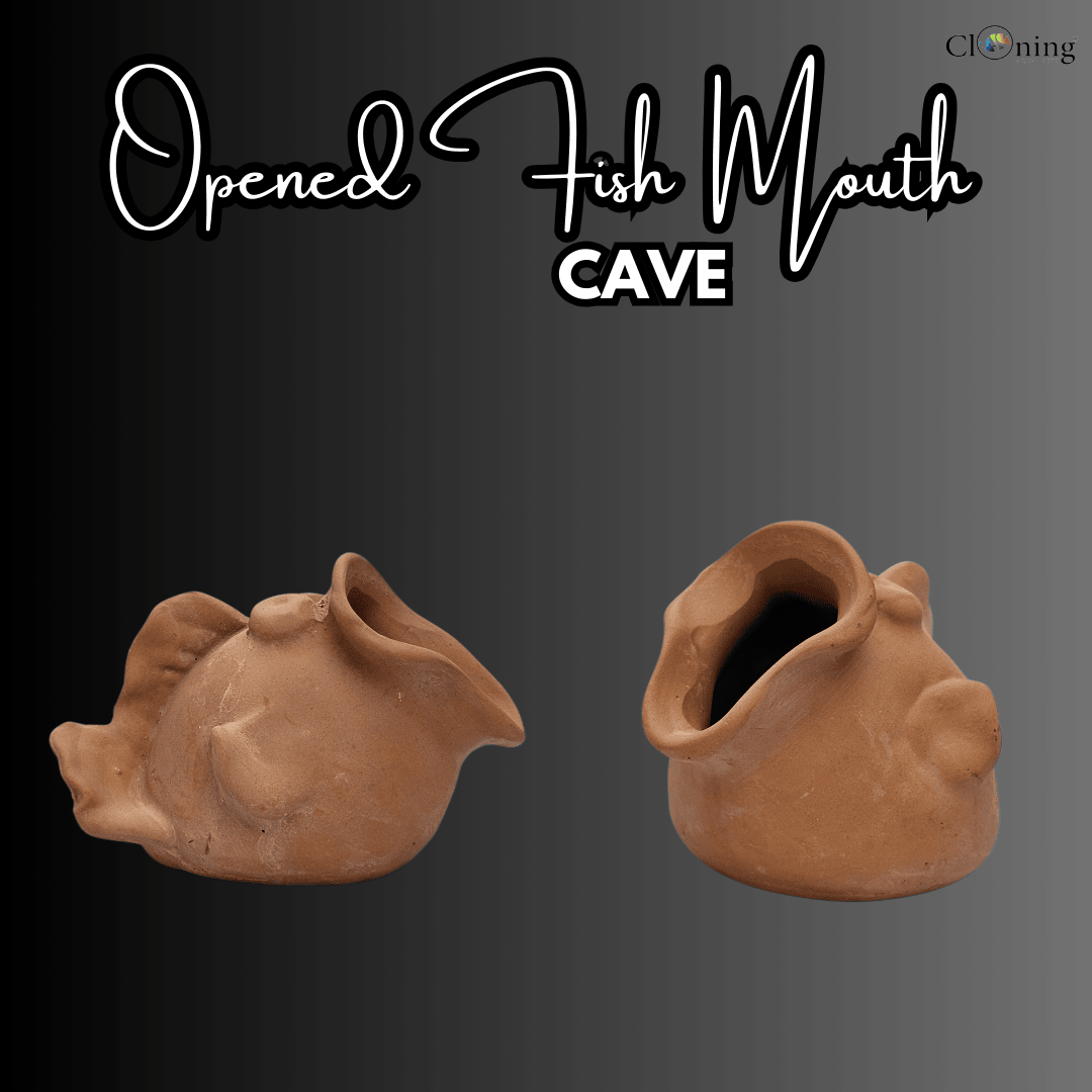 Japanese Clay | Opened Fish Mouth Cave Clay | Single