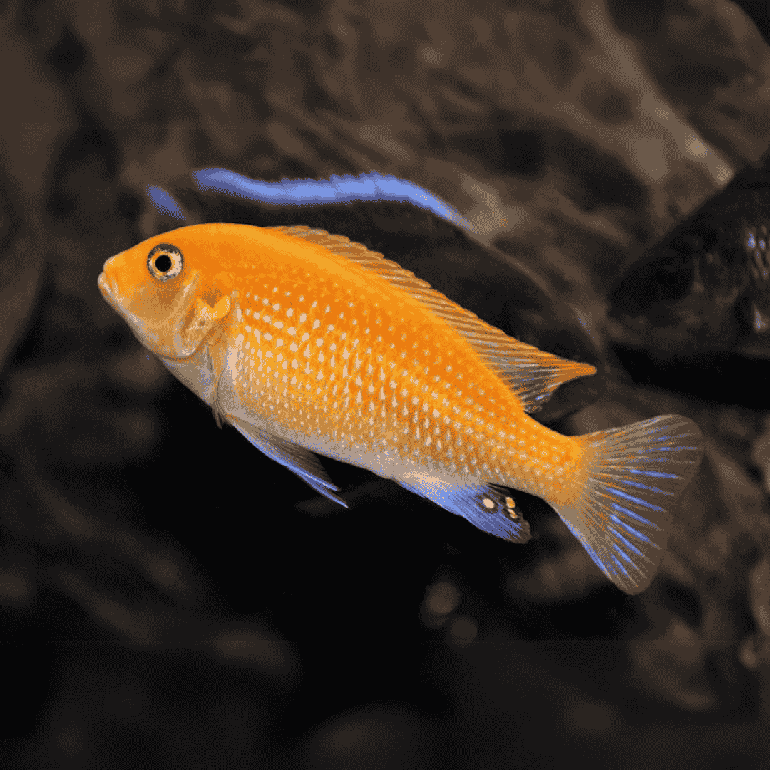 Orange Morph Fish (1-1.5 Inches) | Single