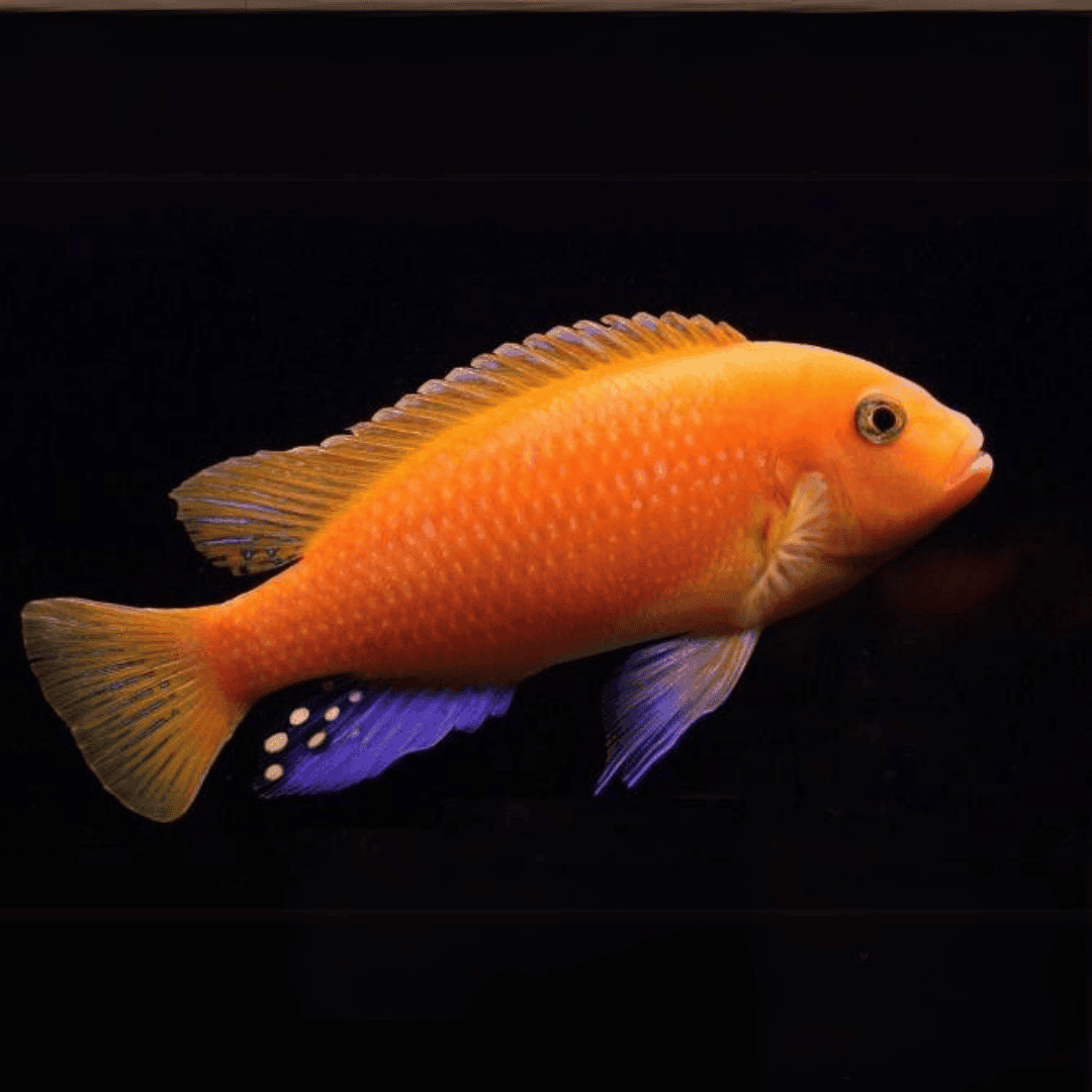 Orange Morph Fish (1-1.5 Inches) | Single