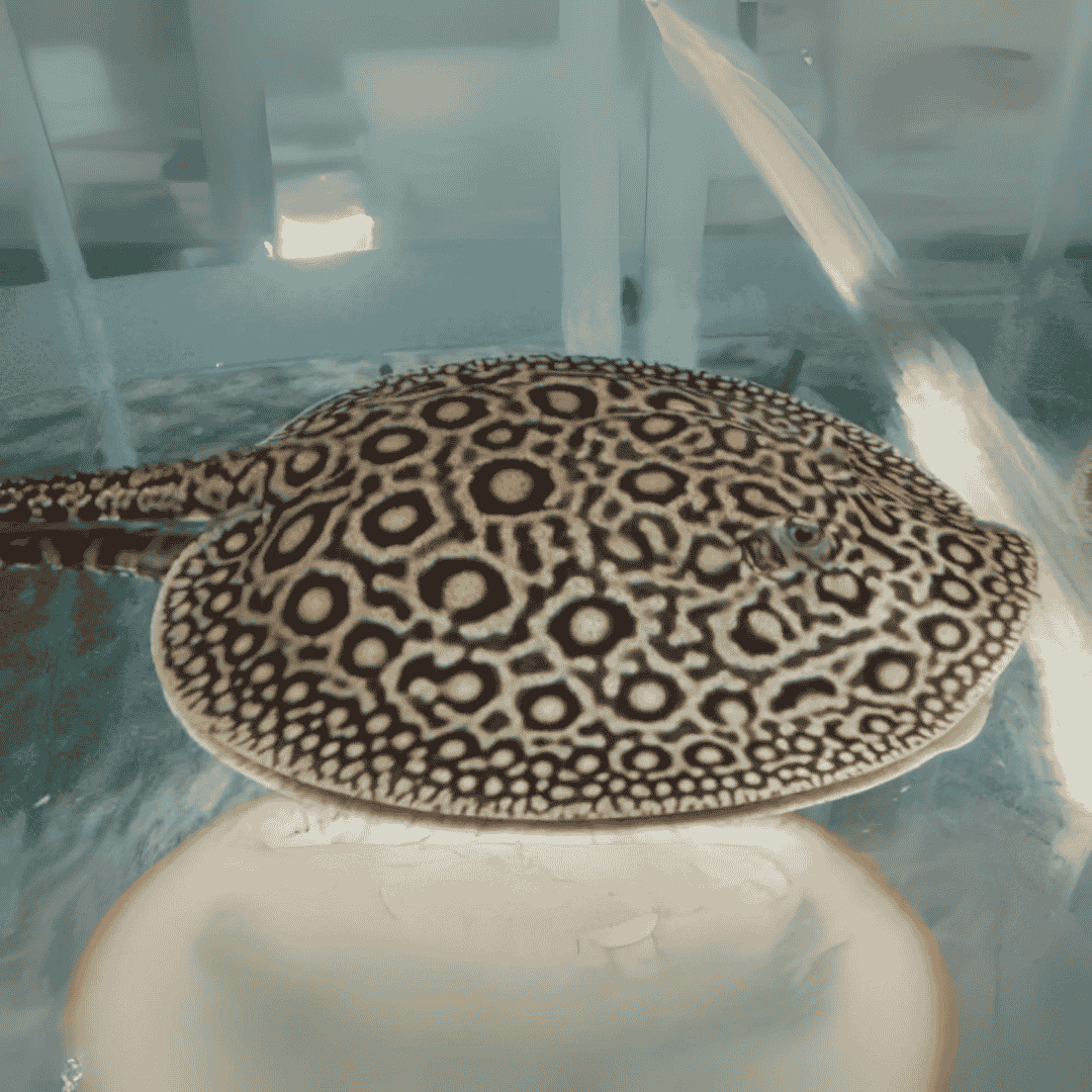 Stingray Pearl 10 12 Inches Single cloningaquapets